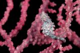 Zwerg-Seepferdchen, Hippocampus bargibanti