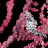 Zwerg-Seepferdchen, Hippocampus bargibanti