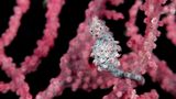 Zwerg-Seepferdchen, Hippocampus bargibanti