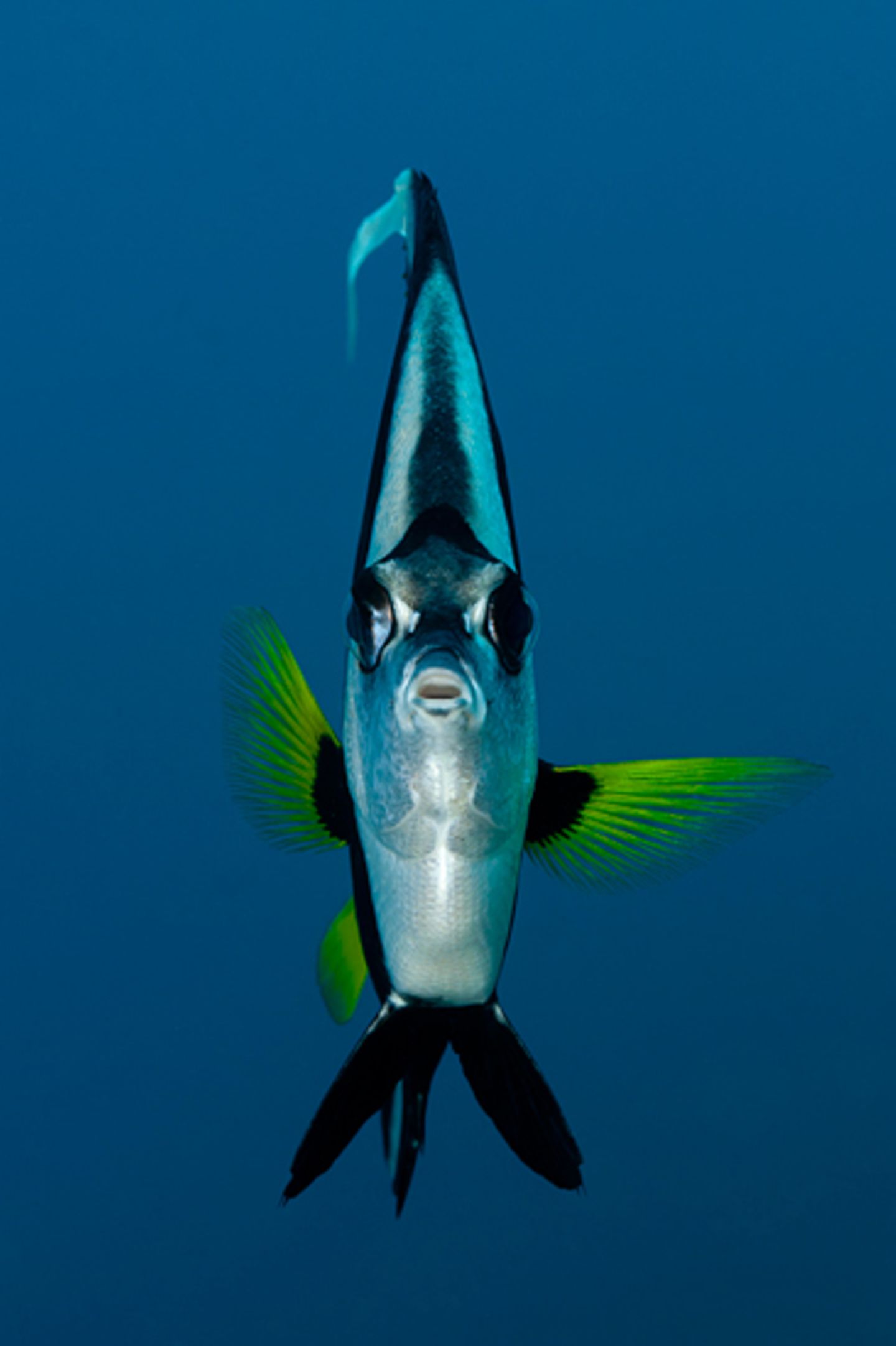 Gemeiner Wimpelfisch, Heniochus acuminatus