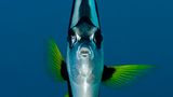 Gemeiner Wimpelfisch, Heniochus acuminatus