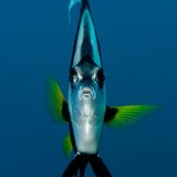 Gemeiner Wimpelfisch, Heniochus acuminatus