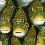 Goldband-Süßlippe, Plectorhinchus polytaenia