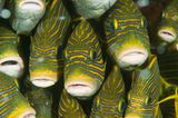 Goldband-Süßlippe, Plectorhinchus polytaenia