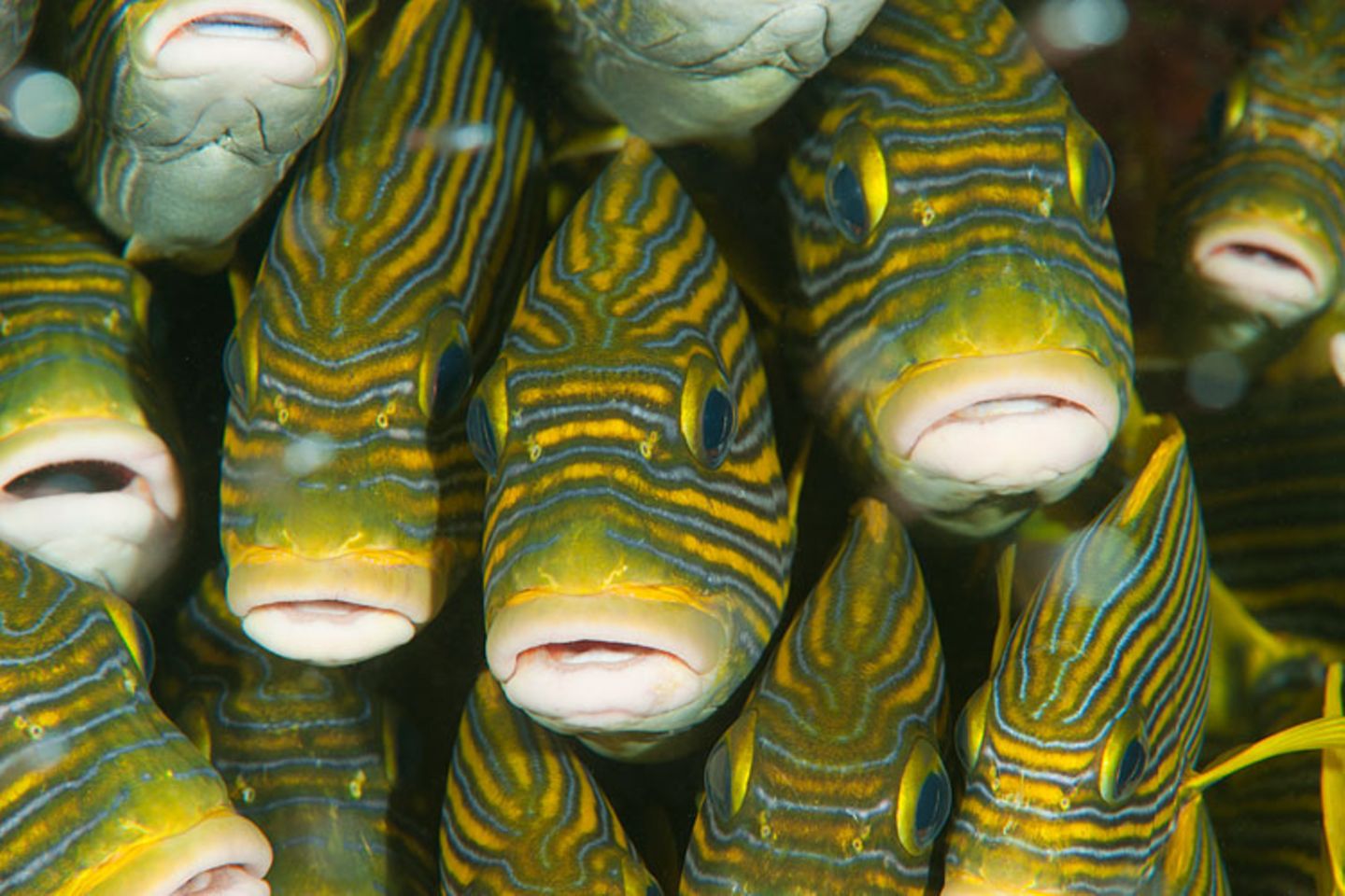 Goldband-Süßlippe, Plectorhinchus polytaenia