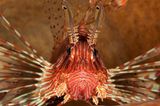 Pazifischer Rotfeuerfisch, Pterois volitans