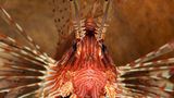 Pazifischer Rotfeuerfisch, Pterois volitans
