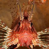 Pazifischer Rotfeuerfisch, Pterois volitans