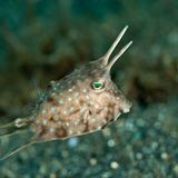 Dornrücken-Kofferfisch, Lactoria fornasini