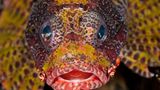 Kurzflossen-Zwergfeuerfisch, Dendrochirus brachypterus