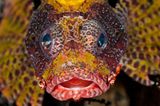 Kurzflossen-Zwergfeuerfisch, Dendrochirus brachypterus