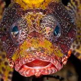 Kurzflossen-Zwergfeuerfisch, Dendrochirus brachypterus