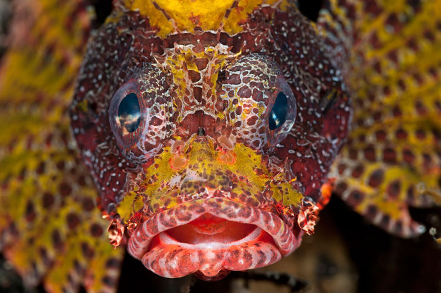 Kurzflossen-Zwergfeuerfisch, Dendrochirus brachypterus