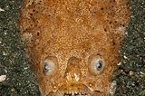 Weißrand-Sterngucker, Uranoscopus sulphureus