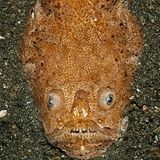 Weißrand-Sterngucker, Uranoscopus sulphureus