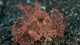 Ambon-Drachenkopf, Pteroidichthys amboinensis