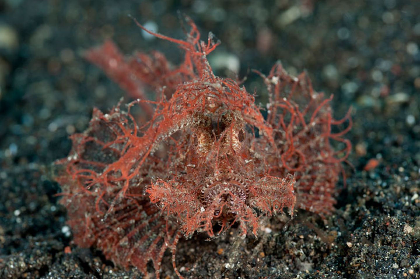 Ambon-Drachenkopf, Pteroidichthys amboinensis