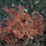 Ambon-Drachenkopf, Pteroidichthys amboinensis