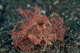 Ambon-Drachenkopf, Pteroidichthys amboinensis