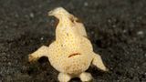 Gemalter Anglerfisch, Antennarius pictus