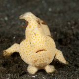 Gemalter Anglerfisch, Antennarius pictus