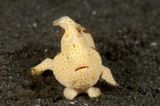 Gemalter Anglerfisch, Antennarius pictus
