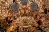 Bärtiger Drachenkopf, Scorpaenopsis oxycephala