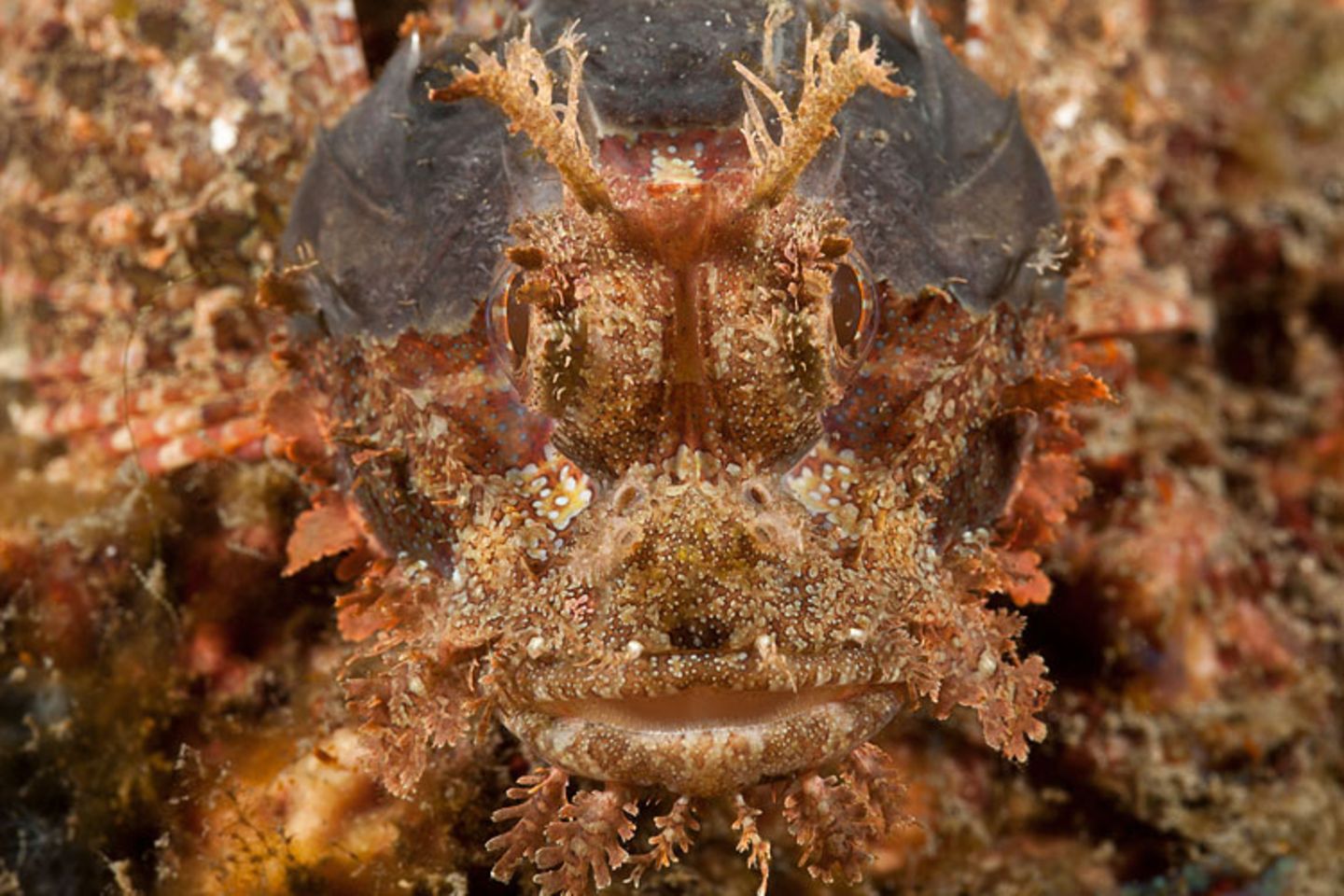 Bärtiger Drachenkopf, Scorpaenopsis oxycephala