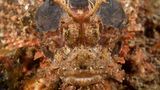 Bärtiger Drachenkopf, Scorpaenopsis oxycephala