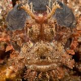 Bärtiger Drachenkopf, Scorpaenopsis oxycephala