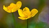 Sumpfdotterblume