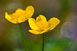 Sumpfdotterblume