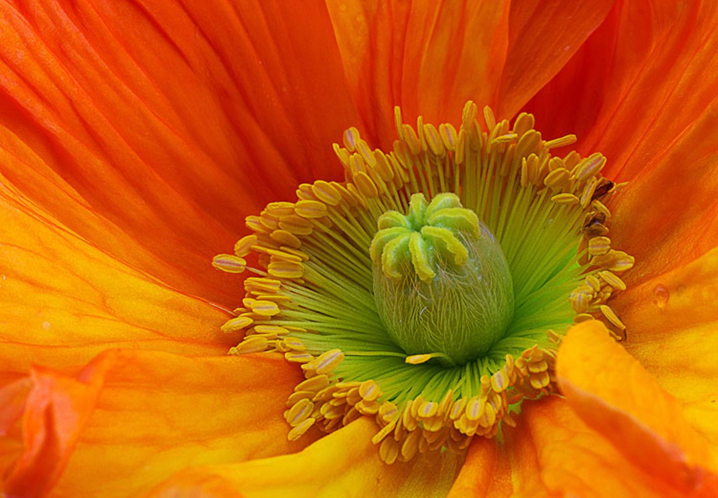 Mohnblüte