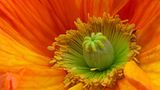 Mohnblüte