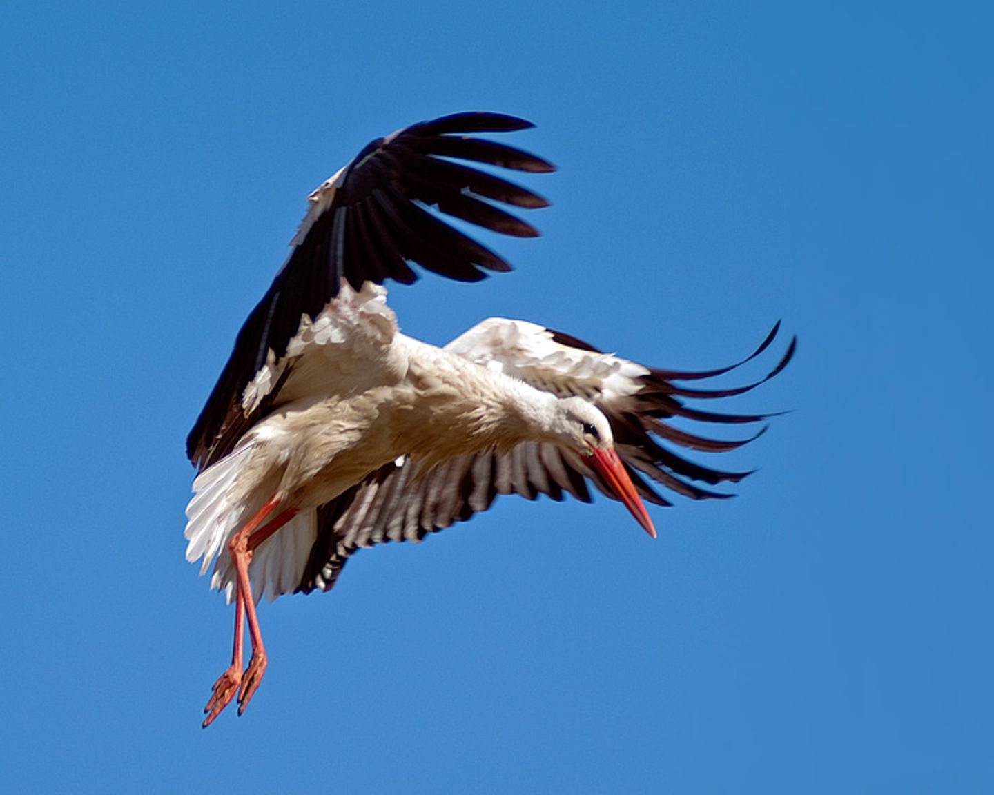 Weißstorch