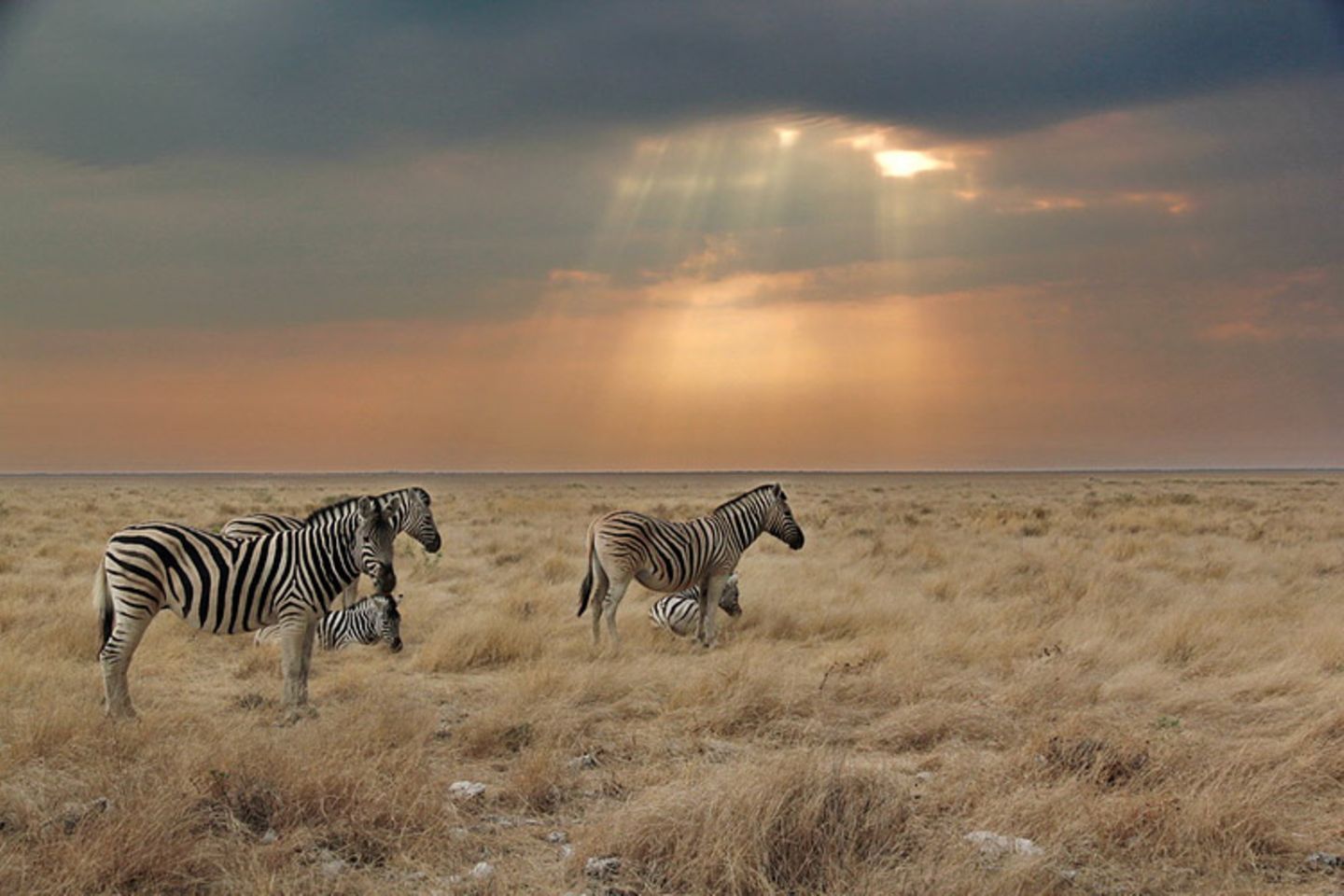 Zebras