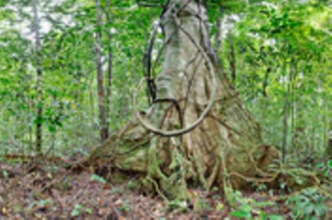 Ausschnitte der Waldbilder von Ralf Darius