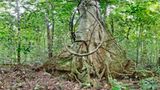 Ausschnitte der Waldbilder von Ralf Darius