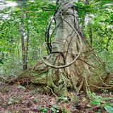 Ausschnitte der Waldbilder von Ralf Darius