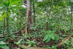 Ausschnitte der Waldbilder von Ralf Darius - Bild 2