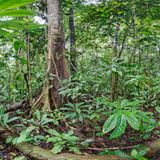 Ausschnitte der Waldbilder von Ralf Darius - Bild 2