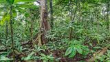 Ausschnitte der Waldbilder von Ralf Darius - Bild 2