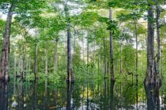 Ausschnitte der Waldbilder von Ralf Darius - Bild 3
