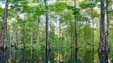 Ausschnitte der Waldbilder von Ralf Darius - Bild 3