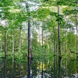 Ausschnitte der Waldbilder von Ralf Darius - Bild 3