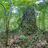 Ausschnitte der Waldbilder von Ralf Darius - Bild 4