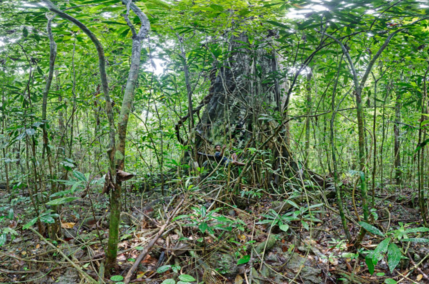 Ausschnitte der Waldbilder von Ralf Darius - Bild 4