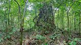 Ausschnitte der Waldbilder von Ralf Darius - Bild 4