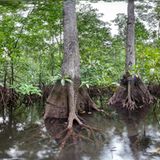 Ausschnitte der Waldbilder von Ralf Darius - Bild 5