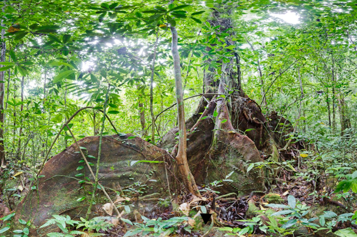 Ausschnitte der Waldbilder von Ralf Darius - Bild 6